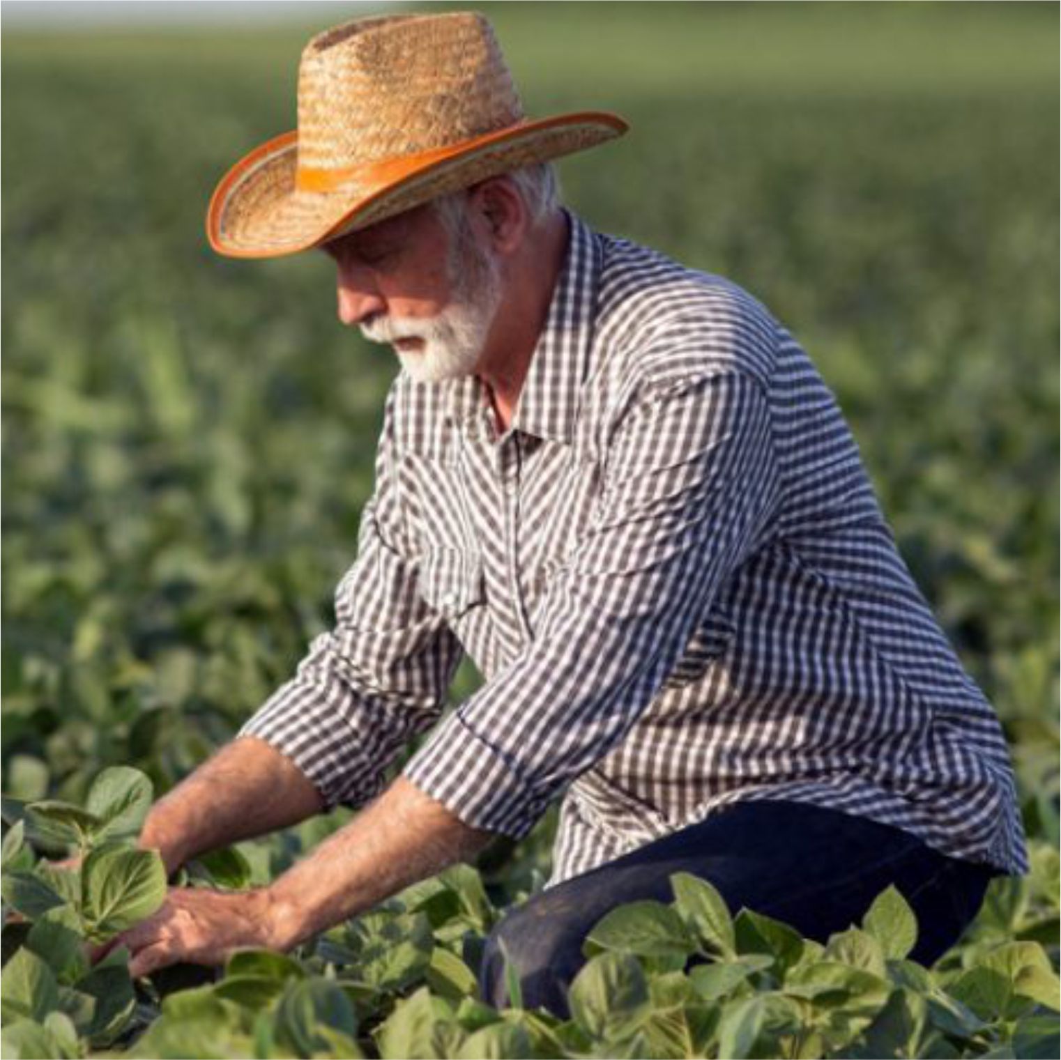 Carlos Guedes - Empresário Agrícola